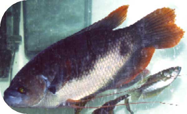 Gourami - Giant Redtail - 6-7 inch